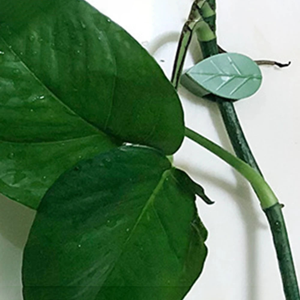 10/20/30Pcs Plant Climbing Wall Fixer Leaf Type Green Plant Invisible Fixing Device Vine Clip Fastener Snap Traction Shaping Qme