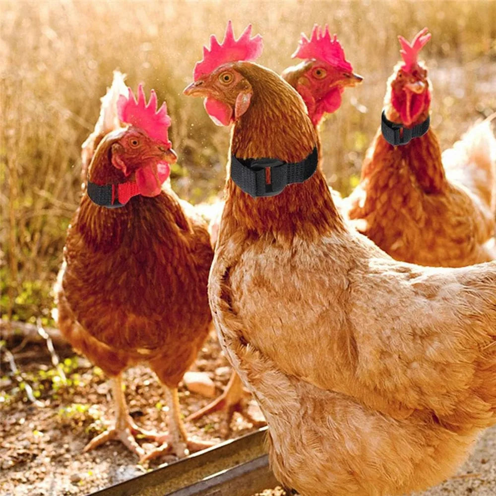 Anti Rooster Crowing Collar with Adjustable Noise Free Nylon Strap To Prevent Chickens From Screaming or Disturbing Neighbors Qme