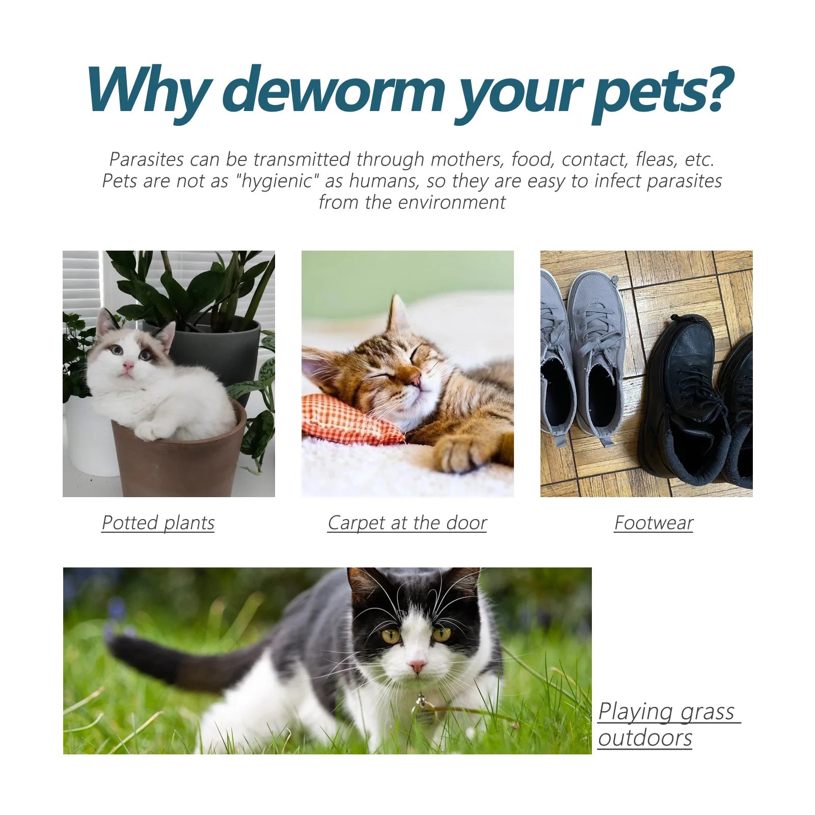 Pet Flea Killer Drops Anti Fleas Cats Ticks Lice Mite Removal Relieve Itching Dogs Ringworm Treatment Pet Insect Removal Drops Qme