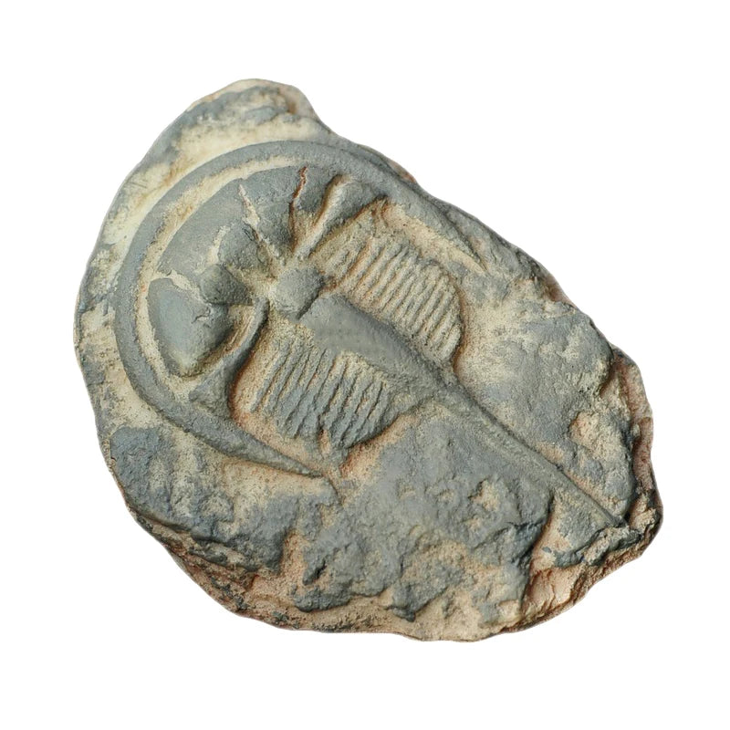 Child Toy Simulated Resin Fossil Ornament Crawling Terrarium Decors Qme