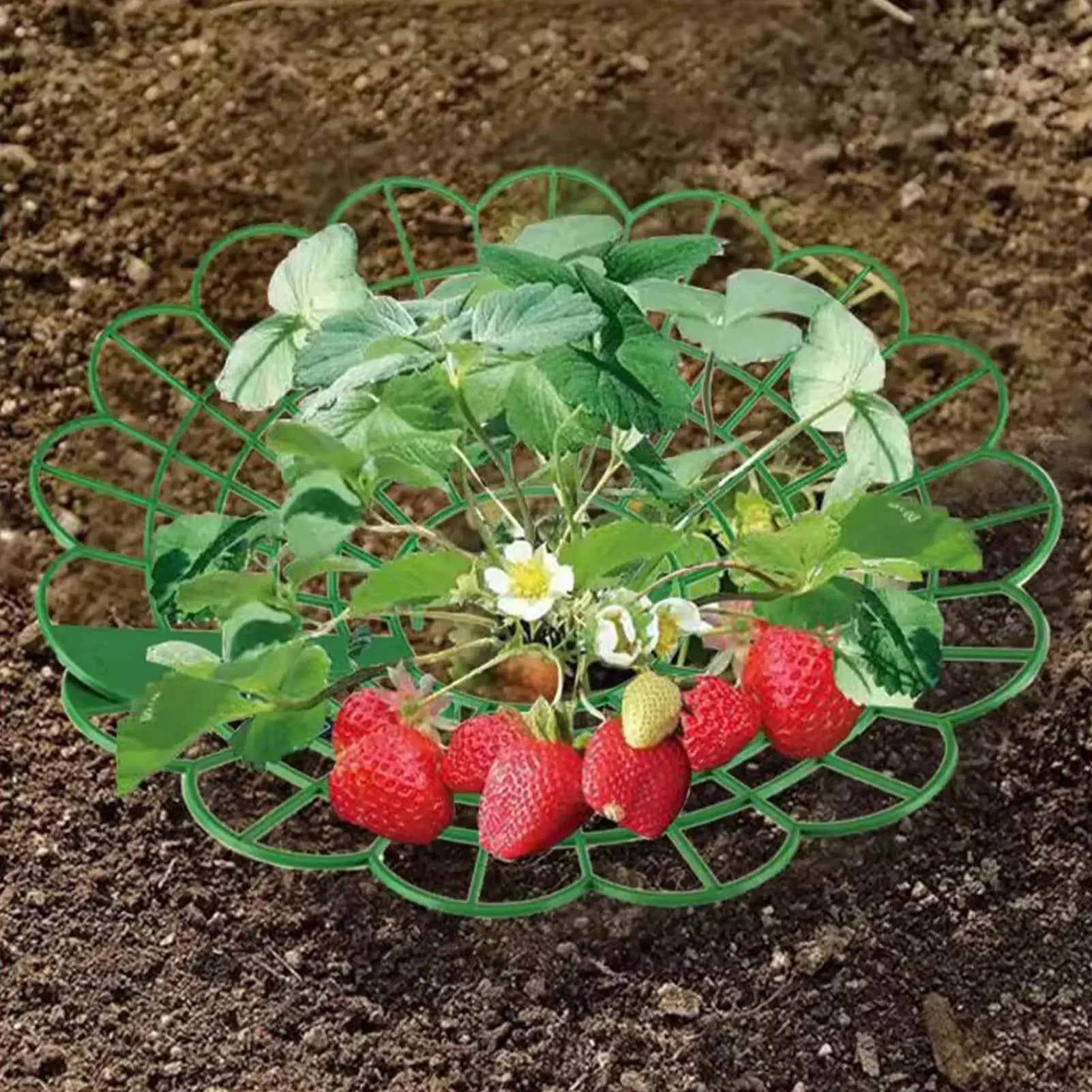 Strawberry Plant Protector Tomato Trellis Stand Boost Ventilation Strawberry Growing Rack for Balcony Outdoor Yard Patio Orchard Qme