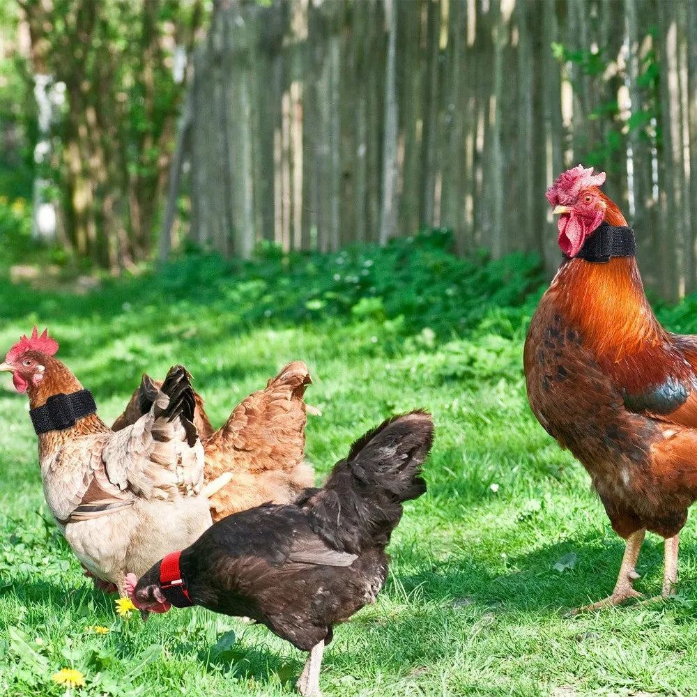 Anti Rooster Crowing Collar with Adjustable Noise Free Nylon Strap To Prevent Chickens From Screaming or Disturbing Neighbors Qme