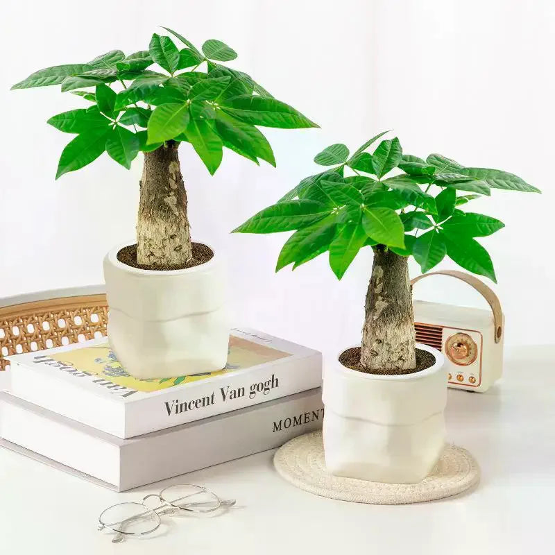 Mini Self Watering Flower Pot Fish Tank Plastic Plant Pots Self Watering Planter Pot Vase For Home Decoration Qme