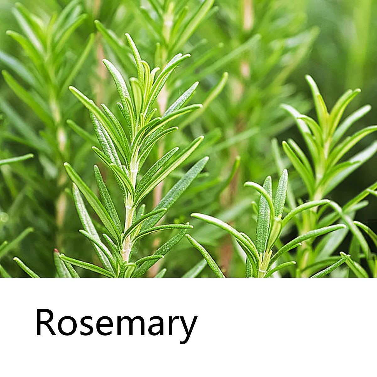 Rosemary Essential Oil Shampoo Plant Extract Essence Moisturizing Qme