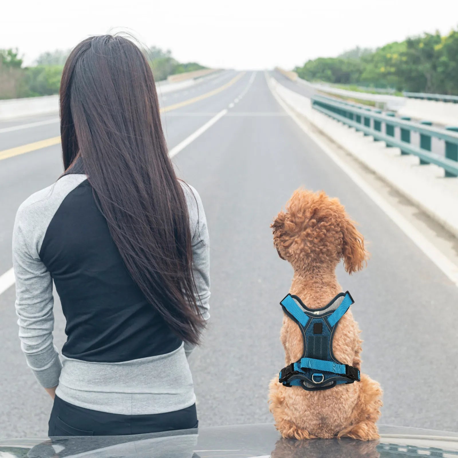 Dog Harness Pet Dog Vest Adjustable Portable Puppy Harness for Small Dogs Thickened Buckle Wear-Resistant Oxford Material Snug Qme