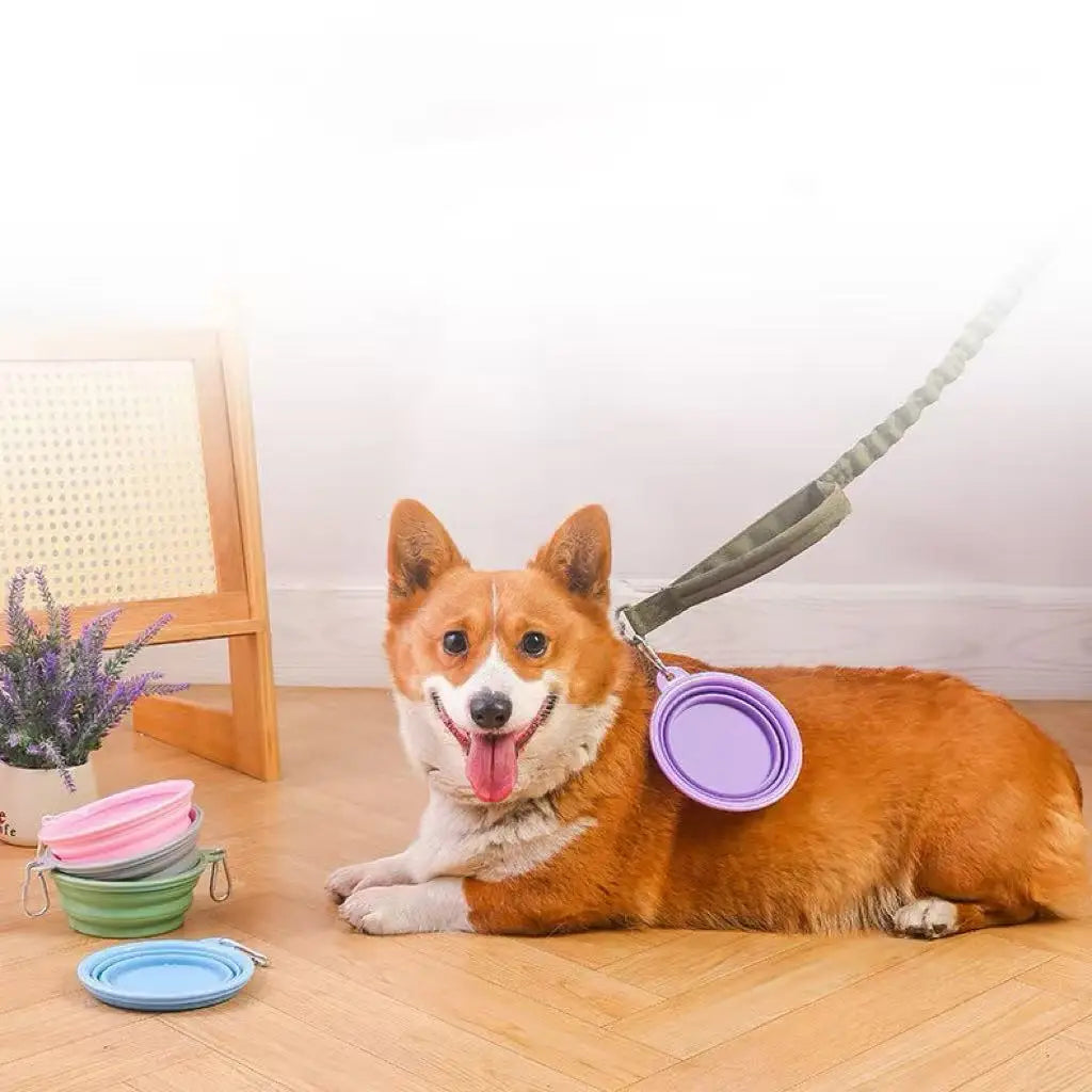 Compact Foldable Silicone Pet Dish Flexible Dog Cat Feeding Bowl Clip Qme