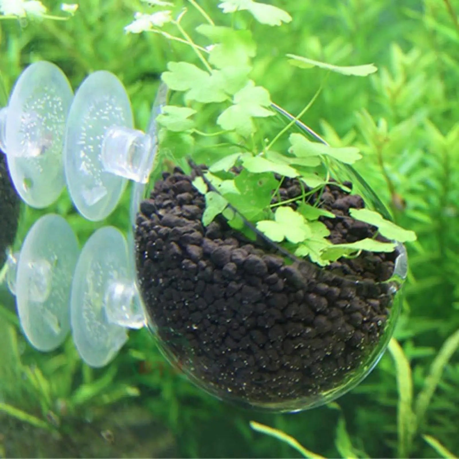 Aquarium Plant Holder Glass Aquatic Plant Pot with Suction Cups Live Plants Fish Tank Holder Aquatic Planter Aquarium Decor Qme