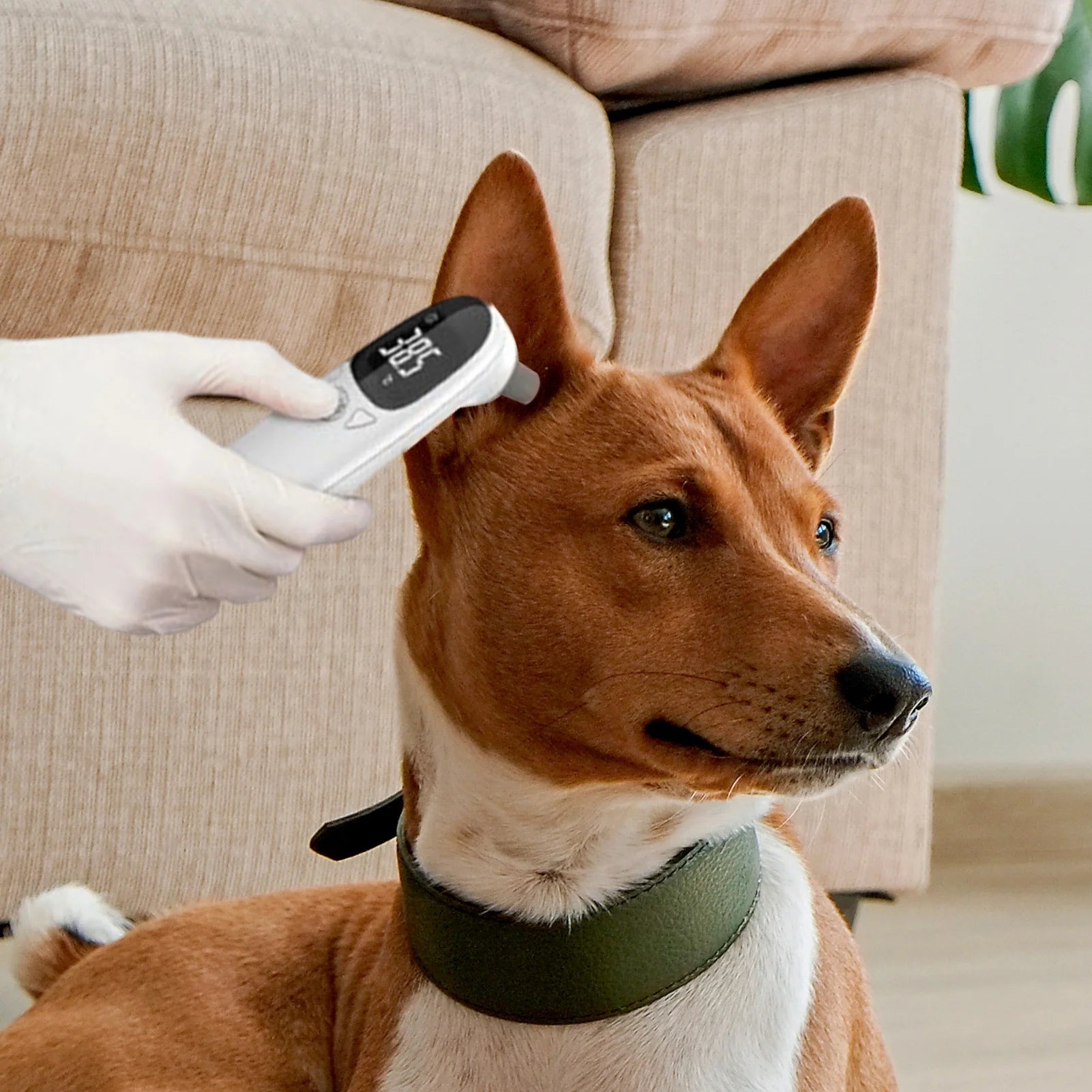 Cat Thermometers Ear cat Dog Tech Supplies Puppy Thermometers Fever Detection Device For Pet High-Precision Accurate Led Display Qme
