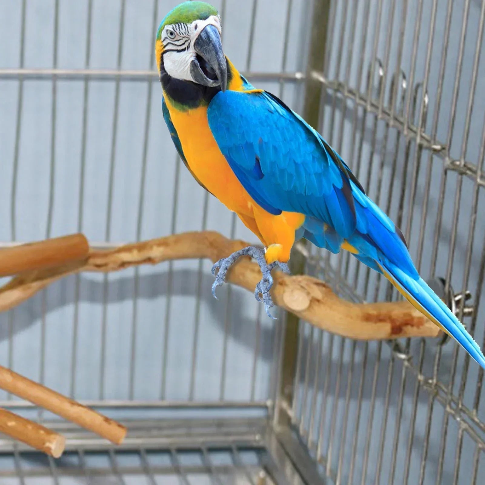 Natural Parrot Perch Bird Stand Tree Stick Paw Grinding Fork Parakeet Qme
