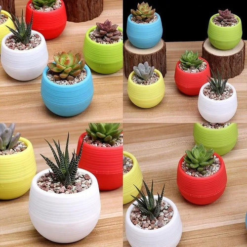 1 Creative Eco-friendly Colourful Mini Round Plastic Plant Flower Pot Qme