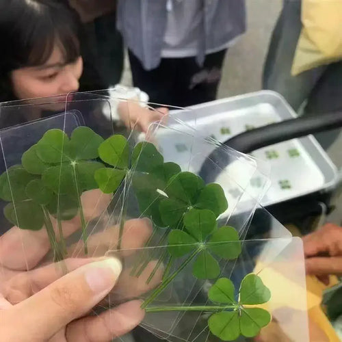 1 5 Lucky Clover Postcards Natural Grass Transparent Wishing Cards Qme