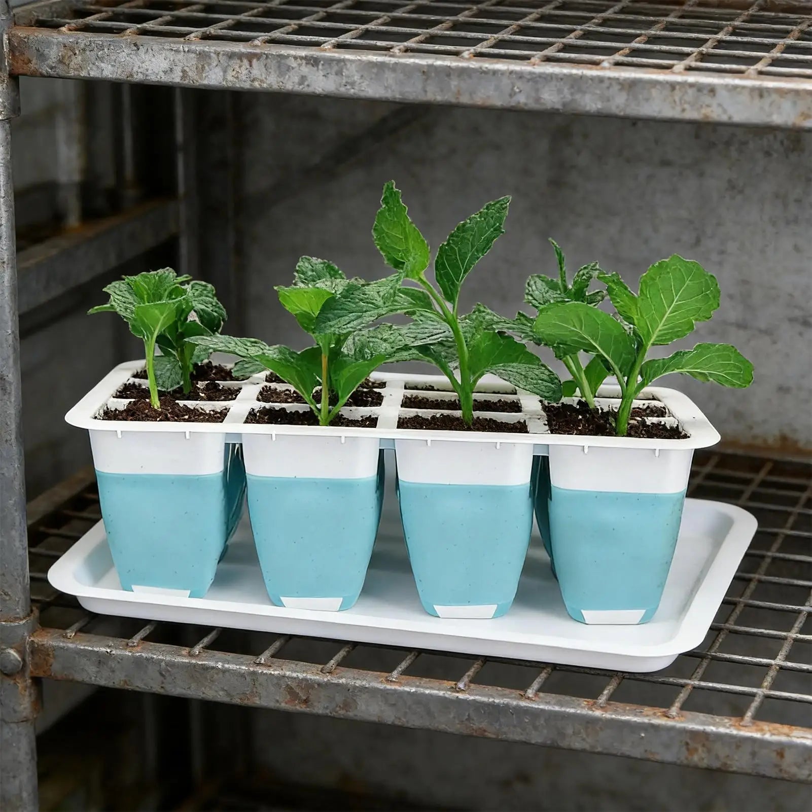 Seedling Tray 5 60 Cells Silicone Growing Starter Starting Indoors Qme