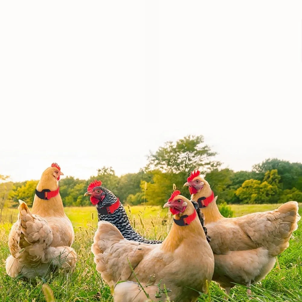 Anti Rooster Crowing Collar with Adjustable Noise Free Nylon Strap To Prevent Chickens From Screaming or Disturbing Neighbors Qme