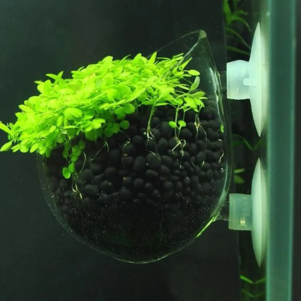 Aquarium Plant Holder Glass Aquatic Plant Pot with Suction Cups Live Plants Fish Tank Holder Aquatic Planter Aquarium Decor Qme