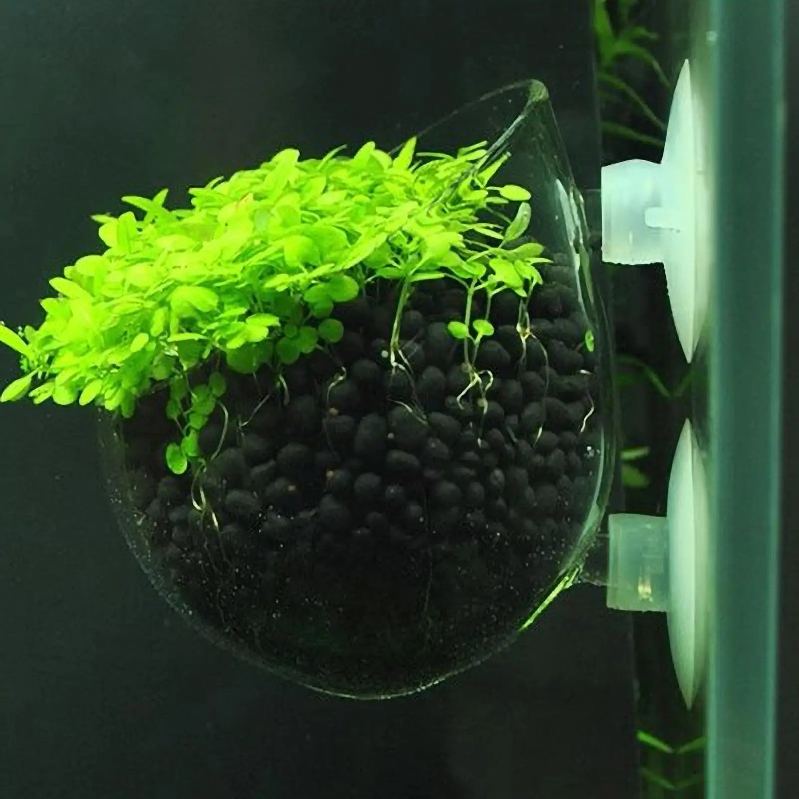 Aquarium Plant Holder Glass Aquatic Plant Pot with Suction Cups Live Plants Fish Tank Holder Aquatic Planter Aquarium Decor Qme