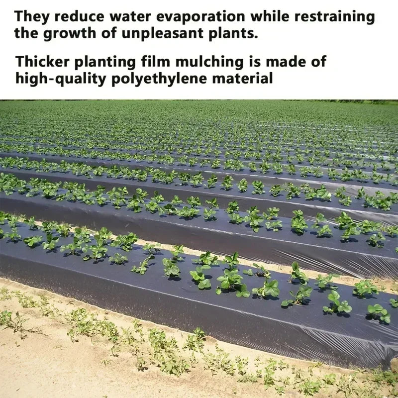 Grow Your Vegetables with Our High-Quality Black Plastic MulchFilm - Perfect for Greenhouses and Plant Protection! Qme