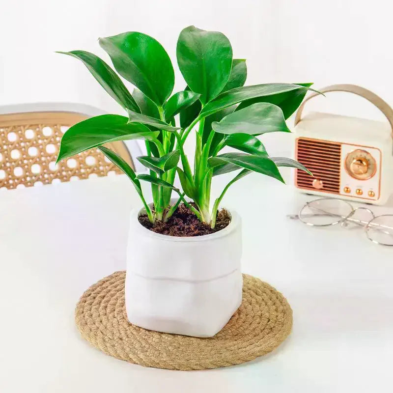 Mini Self Watering Flower Pot Fish Tank Plastic Plant Pots Self Watering Planter Pot Vase For Home Decoration Qme