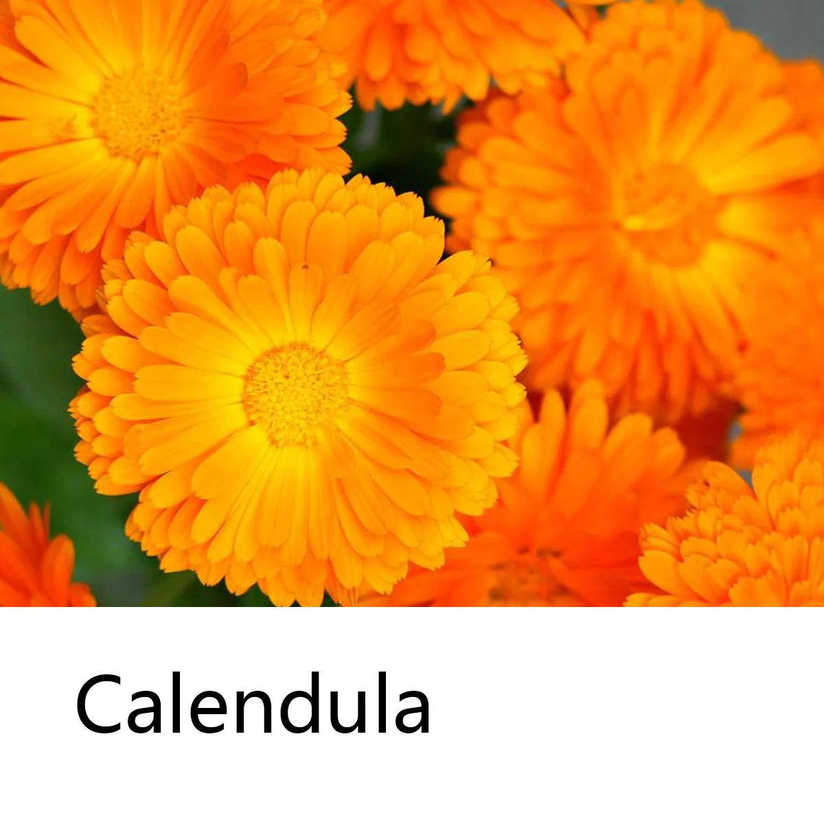 Calendula Shampoo Bar Herbal Essential Oil Hair Care Soap Deep Qme