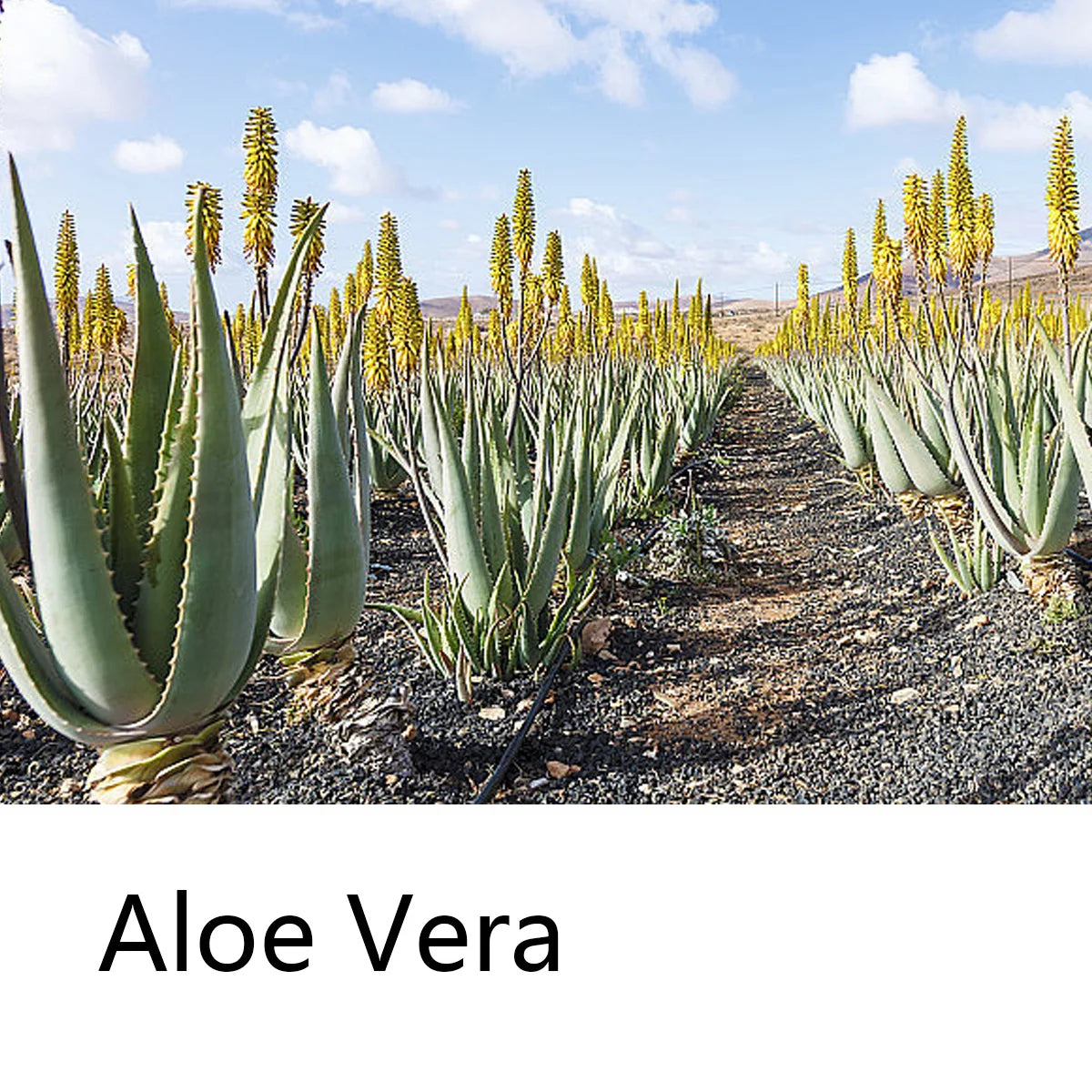 Aloe Vera Moisturizing Shampoo Bar Plant Extract Essence Deep Qme