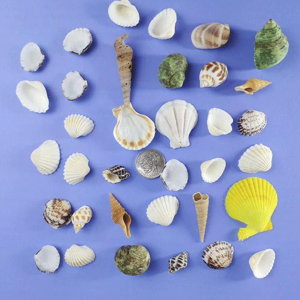 100g Mixed Sea Beach Shells Crafts Seashells Aquarium Decor Photo Props shell coquillage home decoration accessories Qme
