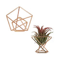 Rose Gold Geometric Air Plant Holder Metal Tillandsia Stand Hollow Display Rack Makeup Sponge Holder Home Desk Decor Qme WHITE