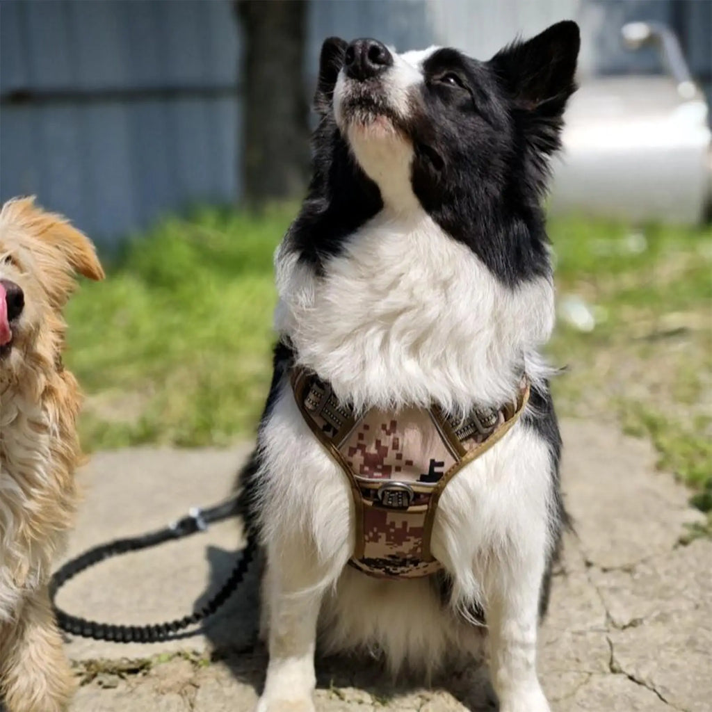 Dog Harness Metal Buckle Dog Training Harness Vest Adjustable Collar For Medium Large Outdoor Rescue Hunting Tasks Search Qme