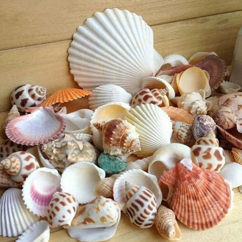 100g Mixed Sea Beach Shells Crafts Seashells Aquarium Decor Photo Props shell coquillage home decoration accessories Qme
