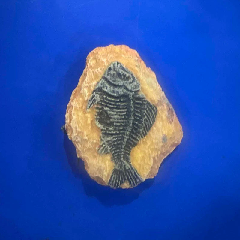 Child Toy Simulated Resin Fossil Ornament Crawling Terrarium Decors Qme A1