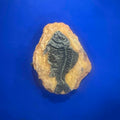 Child Toy Simulated Resin Fossil Ornament Crawling Terrarium Decors Qme A1