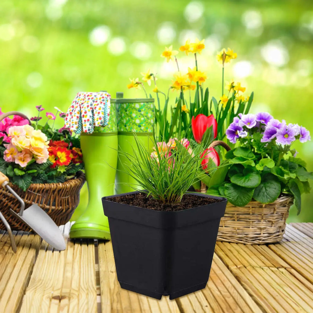 Pots For Seedlings Black Square Seedling Cups 50pcs Starter Pots Seedling Pots Nursery Pot Gardening Kit For Fruits Seedlings Qme