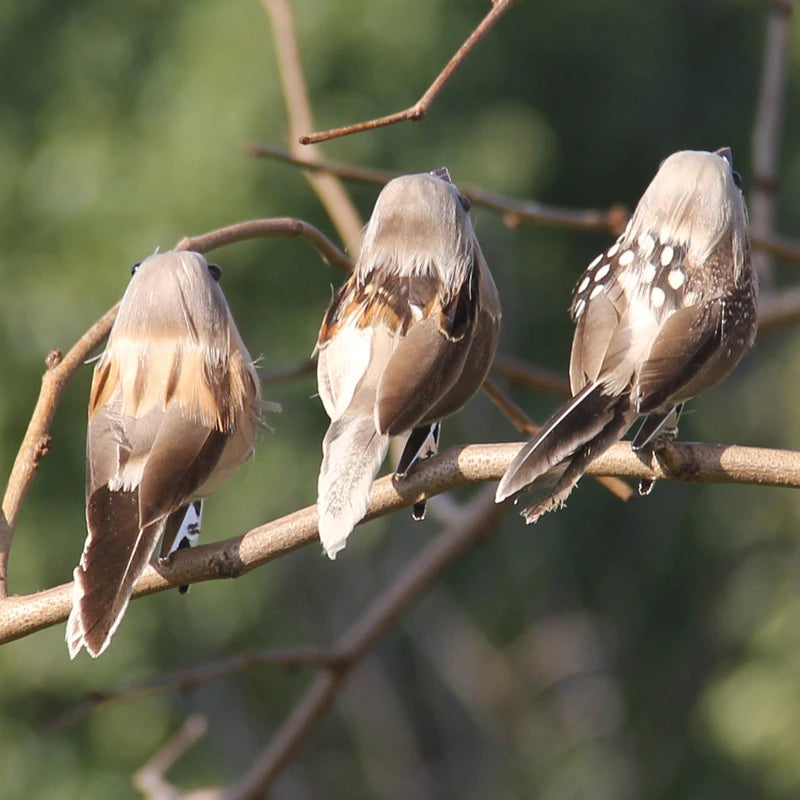 Tree Outdoor Yard Ornaments Random Artificial Feathered Birds Feather Qme