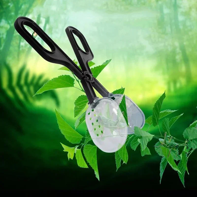 Scissor Reptile Clip Insect Breadbug Feeding Reptiles Biology Qme