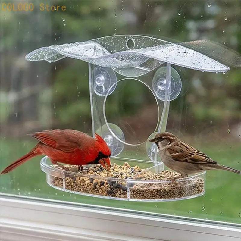 Innovative Viewable Bird Eating Tool Produced Easy Cleaning Handling Qme