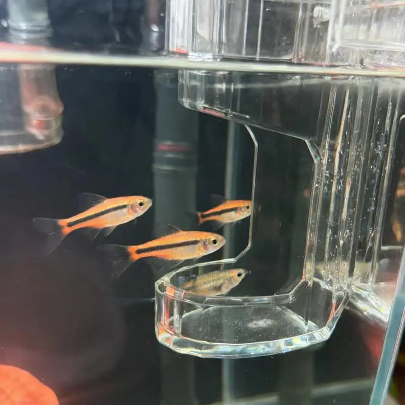 Automatic Food Dispenser Fish Tank Aquarium Feeding Tool Accessories Qme