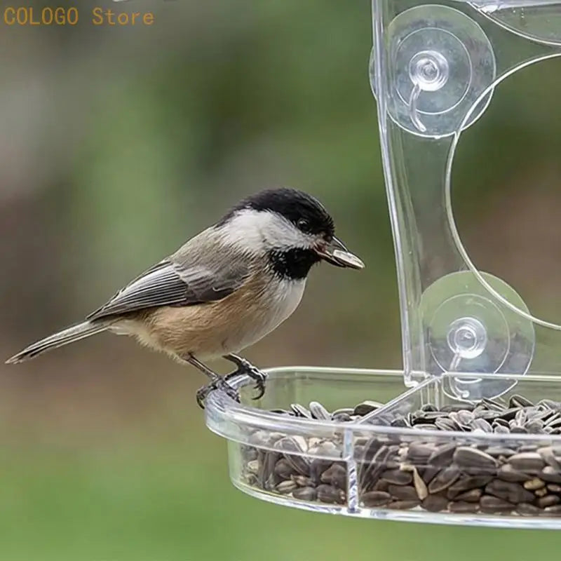 Innovative Viewable Bird Eating Tool Produced Easy Cleaning Handling Qme