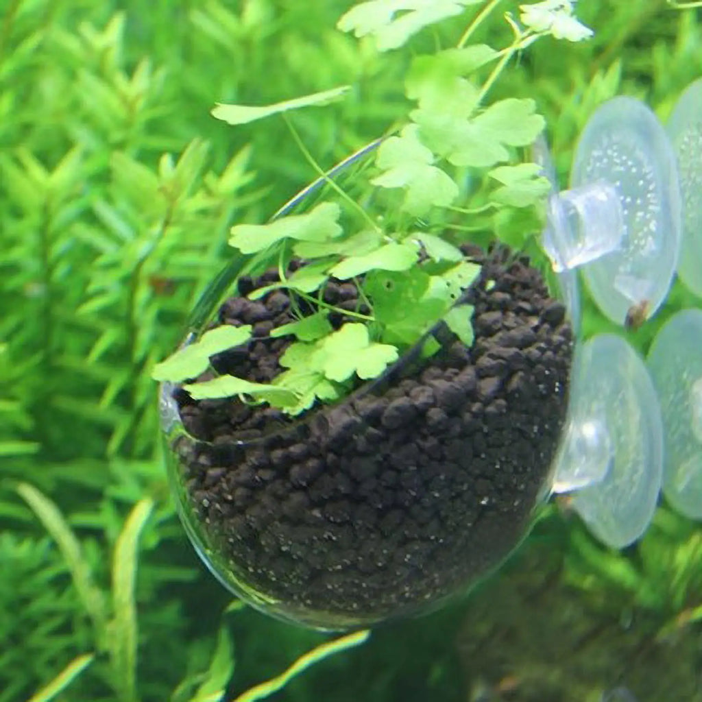 Aquarium Plant Holder Glass Aquatic Plant Pot with Suction Cups Live Plants Fish Tank Holder Aquatic Planter Aquarium Decor Qme