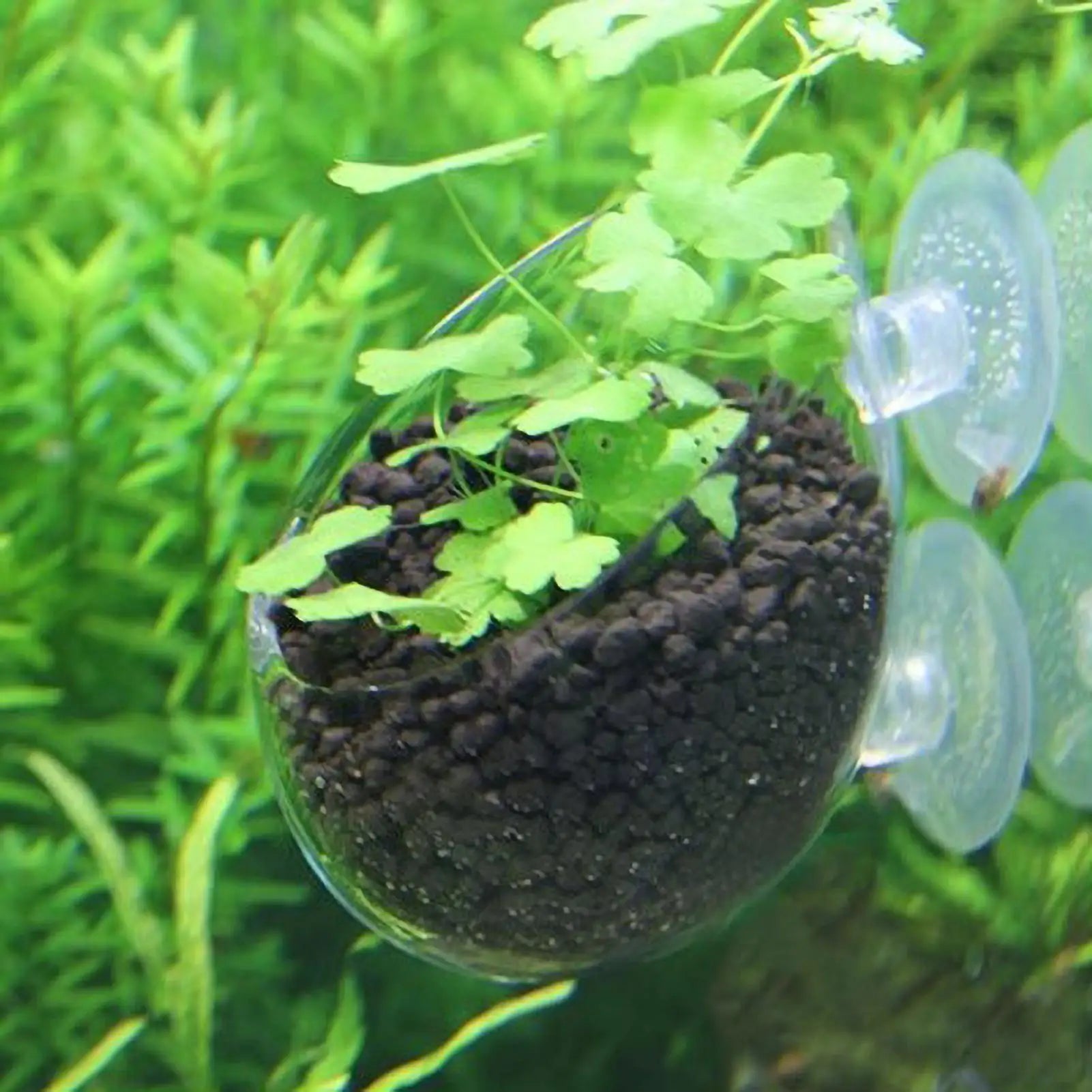 Aquarium Plant Holder Glass Aquatic Plant Pot with Suction Cups Live Plants Fish Tank Holder Aquatic Planter Aquarium Decor Qme