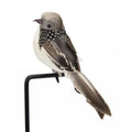 Outdoor Decor Simulation Feather Bird Garden Forest Flower Decoration Bird Foam Feather Products Fake Bird Garden Decoration Qme GRAY