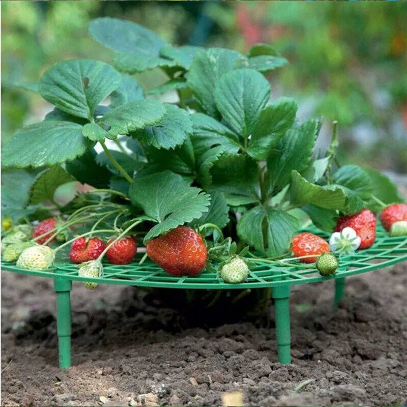 Strawberry Planting Tray Rack Green Plants Anti Lodging Plant Fruit Qme