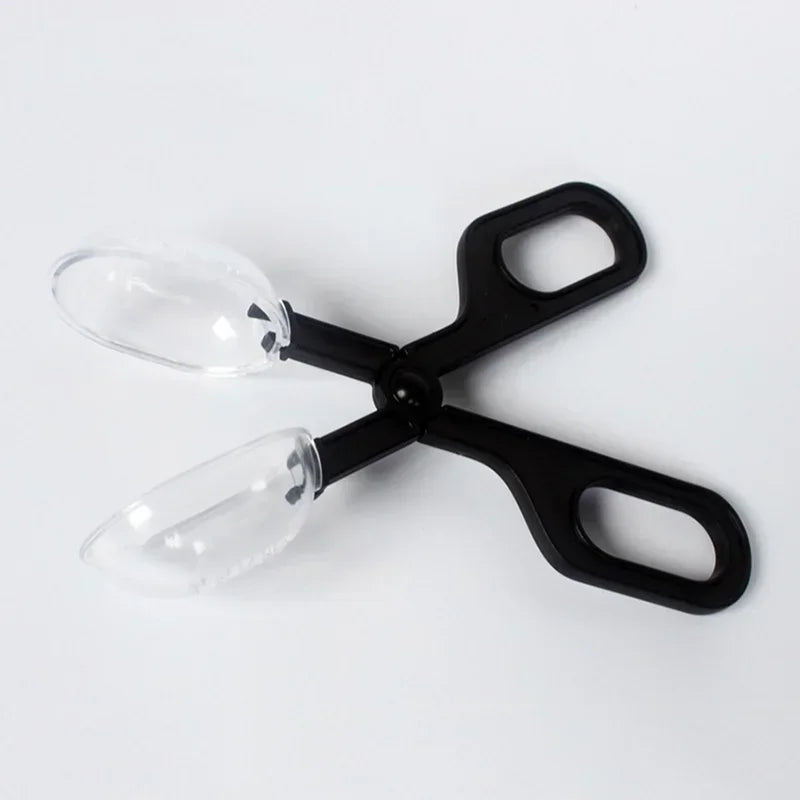 Scissor Reptile Clip Insect Breadbug Feeding Reptiles Biology Qme A