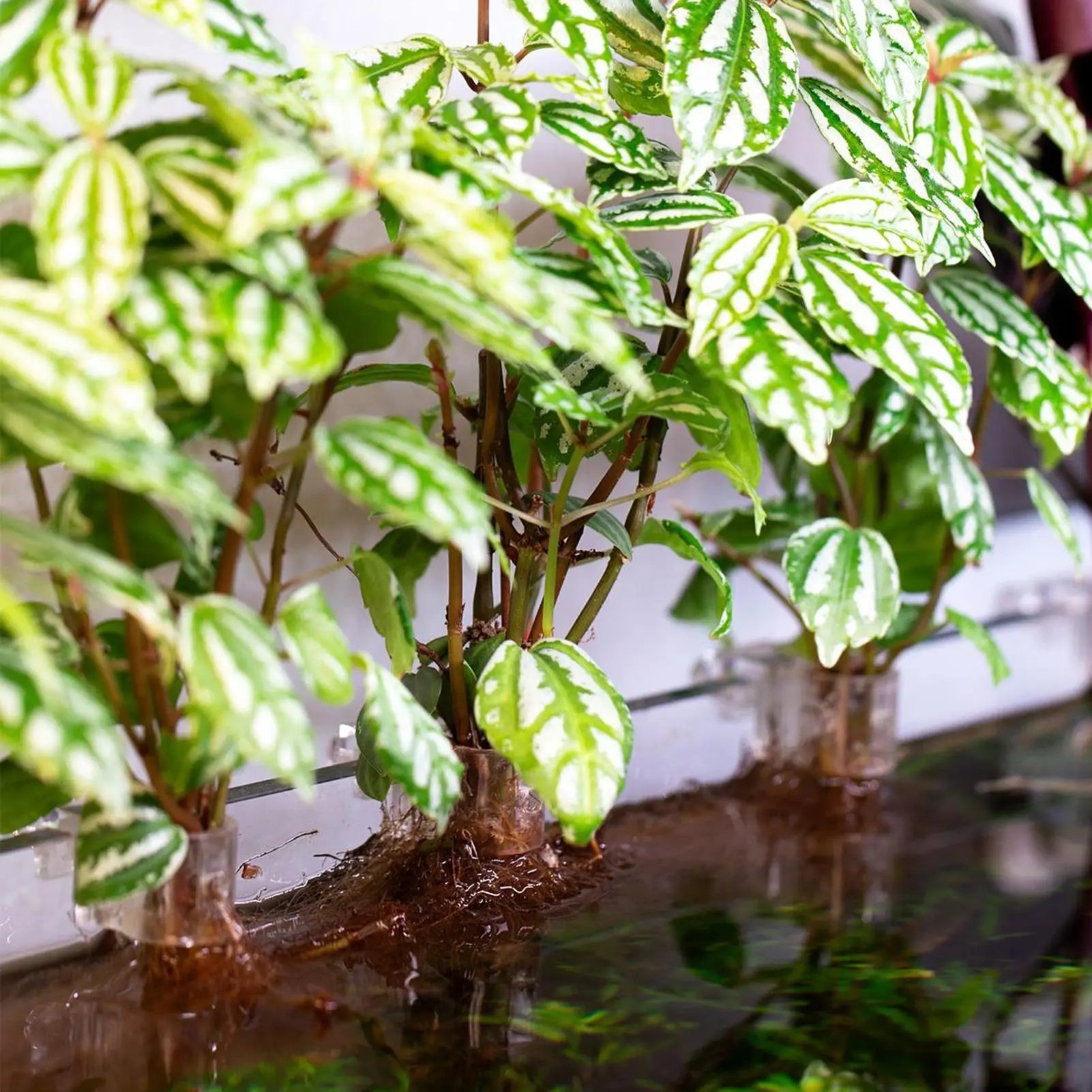 Aquarium Plant Holder 6 Clear Planting Bracket Hangable Cup Fish Tank Qme