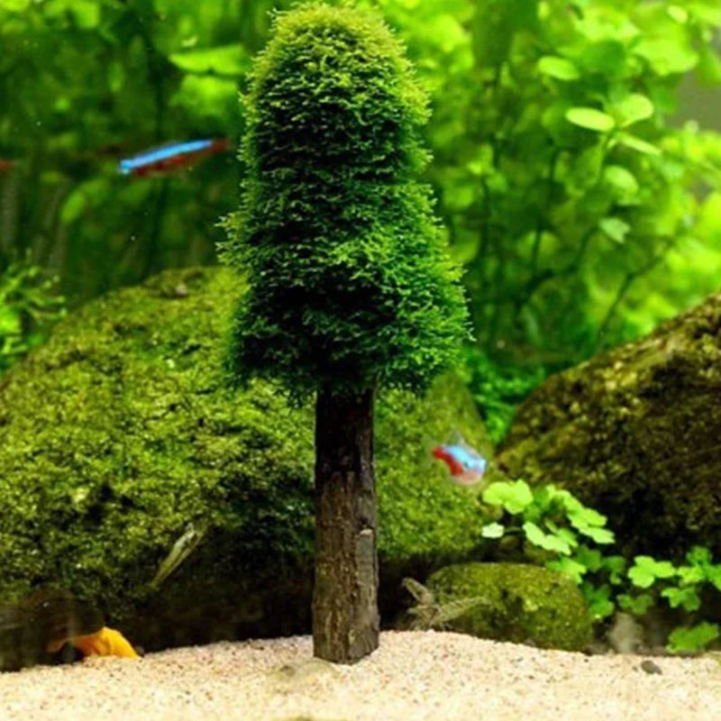 Moss Christmas Tree Plant Growfish Tank Aquarium Landscaping Qme