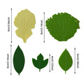 1Set Leaf Bento Dish Cup Lunch Separator Sushi Rice Ball Mat DIY Decor Accessories. Qme 5pcs