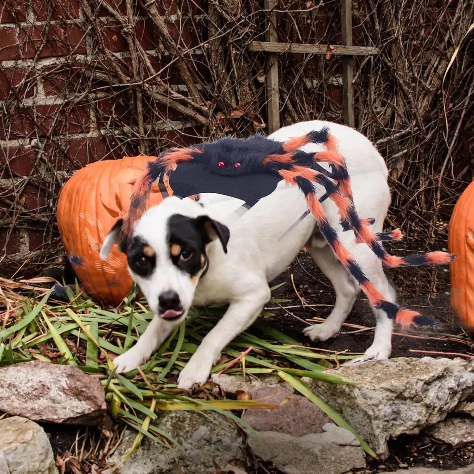 Dog Spider Costume Puppy Halloween Spider Cosplay Costumes Spooky Pet Cosplay Outfit Dress Up Accessories For Puppy Event Party Qme