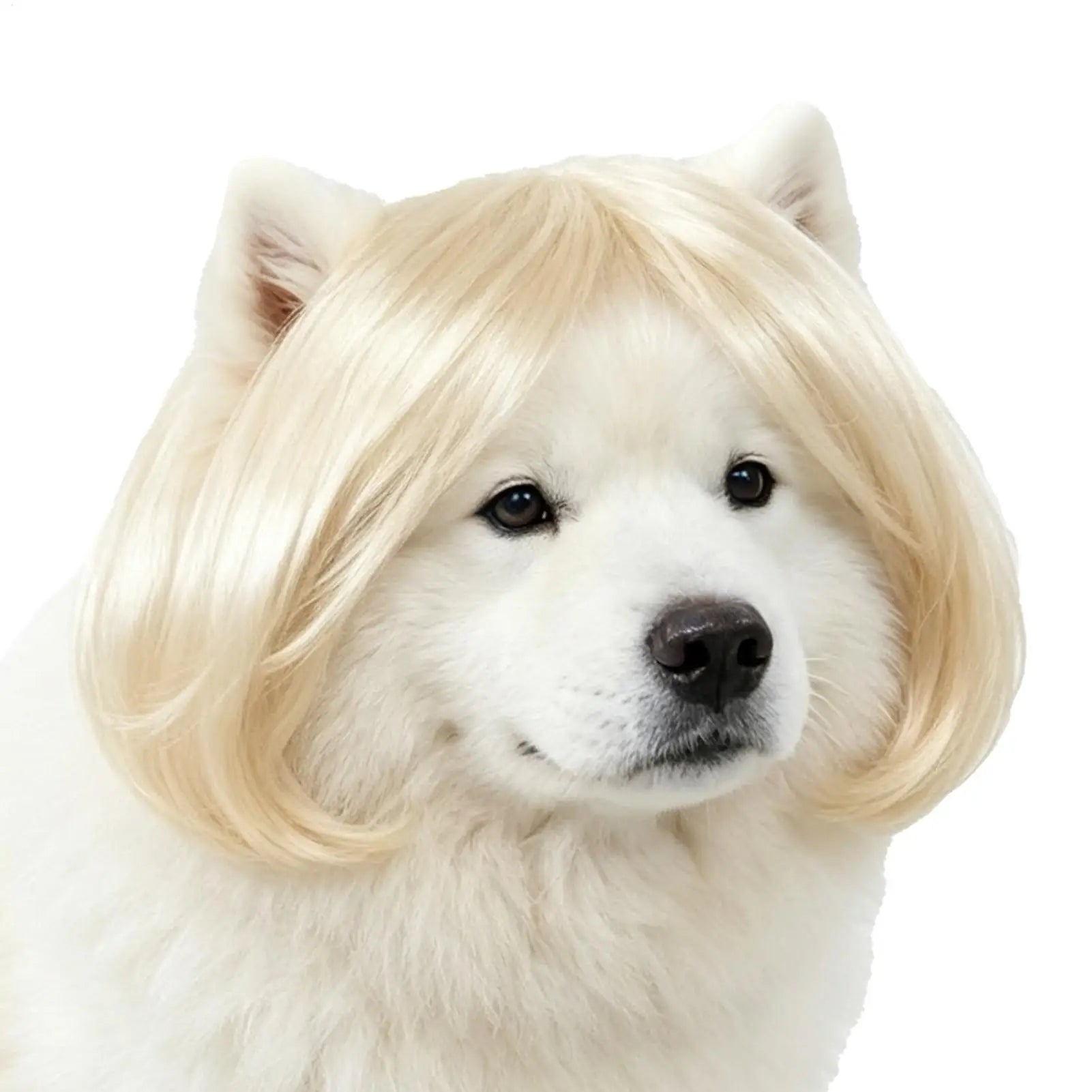 Cat Wig Funny Bangs Adjustable Human-style Pet Costume Halloween Qme