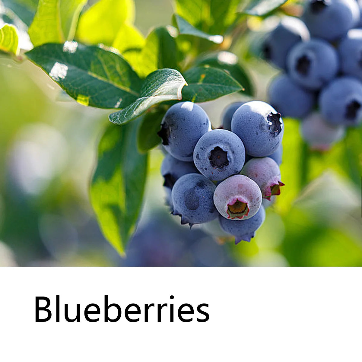 Blueberry Fruit Shampoo Bar Natural Essence Hair Care Soap Deep Qme