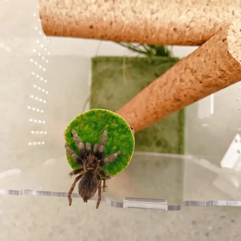 Natural Hide Decorative Jumping Spider Enclosure Decor Handmade Mini Qme