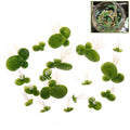 Water Floating Duckwees Float Root Plastic Artificial Duckweeds Qme one size