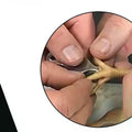 Chicken Toe Punch Permanent Identification Tool Chicks Ducklings Mice Qme Default Title