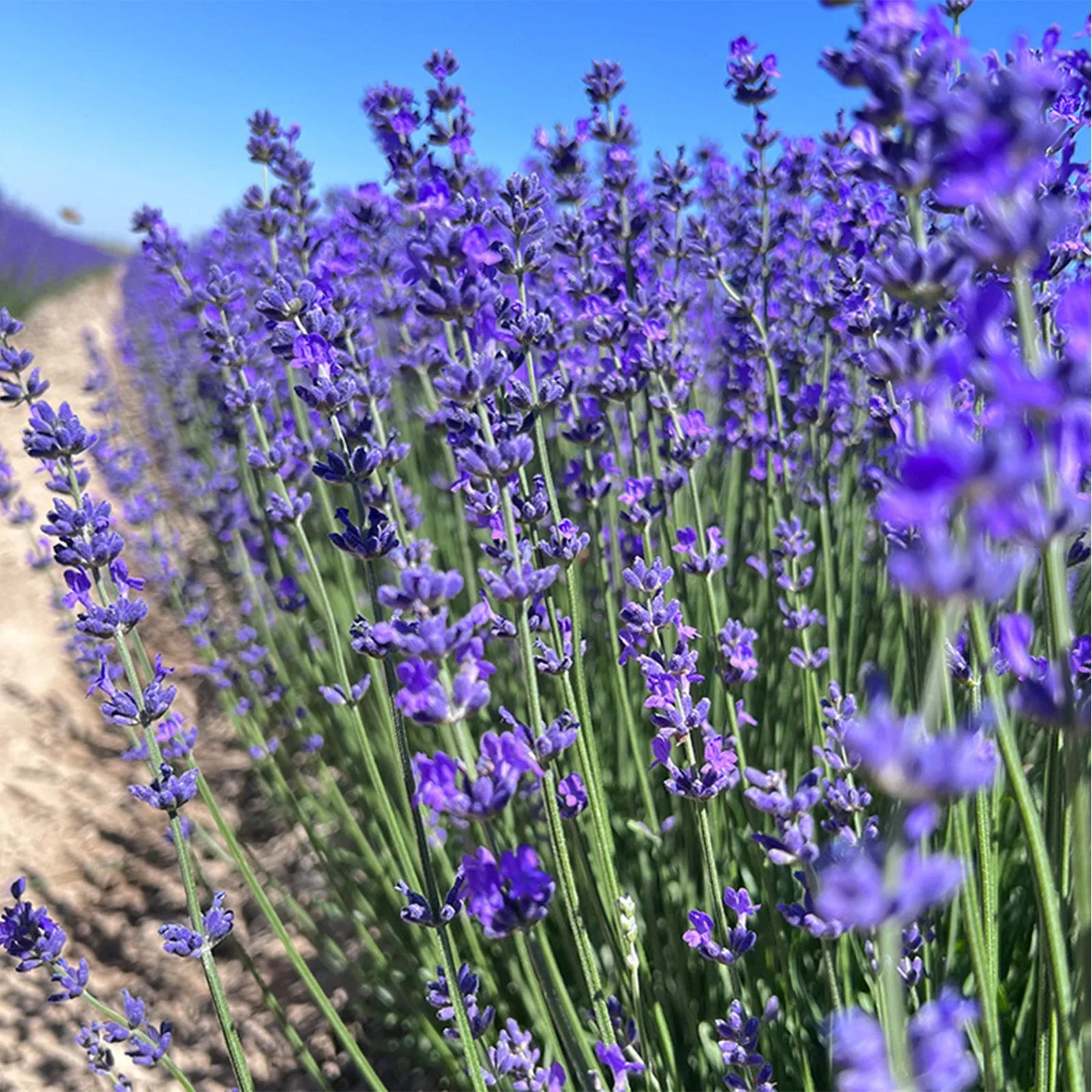 Home Cabinet Sachets Bags Natural Dried Lavender Sachets for Relaxing Sleeping Strong Smell Fresh Scents Car Air Fresheners Qme